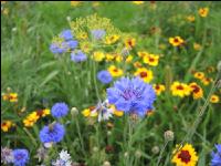 Wildflowers meadows 19