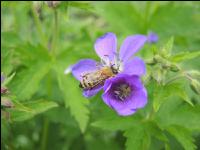 Bienen auf Bumenwiese 2