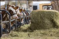 Milchkühe Heurundballen 