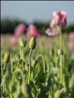 Graumohn Blüte 25