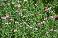 Graumohn Blüte 24