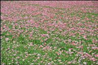 Graumohn Blüte 23