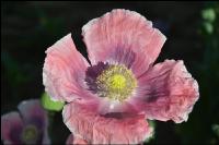 Graumohn Blüte 22