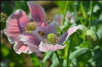 Graumohn Blüte 21