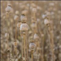 Graumohn Ernte 5