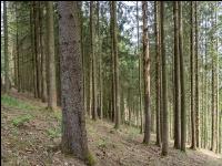 Fichte Käferbaum 6