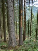 Fichte Käferbaum 5