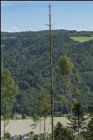 Fichte Käferbaum 4