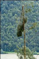 Fichte Käferbaum 3