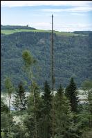 Fichte Käferbaum 2