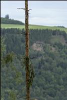 Fichte Käferbaum 1