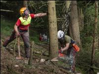 Forstarbeiter Schadholz 10