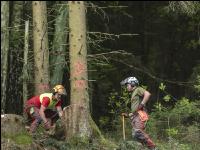 Forstarbeiter Schadholz 7