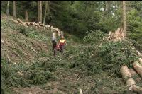 Forstarbeiter Schadholz 4