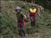 Forstarbeiter Schadholz 3