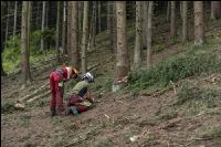 Forstarbeiter Schadholz 2