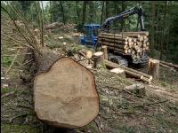 Forwarder Käferholz 27