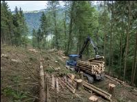 Forwarder Käferholz 26