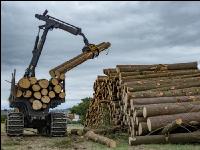 Forwarder Käferholz 17