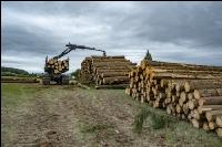 Forwarder Käferholz 16