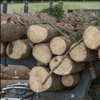 Forwarder Käferholz 11