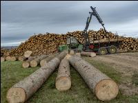 Forwarder Käferholz 7