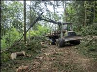 Harvester Käferholz 39