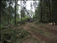 Harvester Käferholz 31