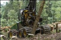 Harvester Käferholz 20