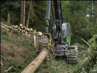 Harvester Käferholz 15