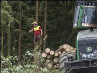 Harvester Käferholz 10