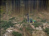Harvester Käferholz 4