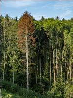 Tannenborkenkäfer dürrer Baum 1