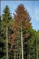 Tannenborkenkäfer dürrer Baum 2