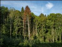 Tannenborkenkäfer dürrer Baum 3