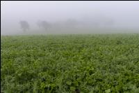 Gründüngung im Nebel 14