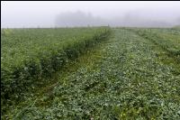 Gründüngung im Nebel 10