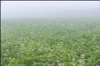Gründüngung im Nebel 7