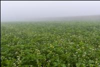 Gründüngung im Nebel 6