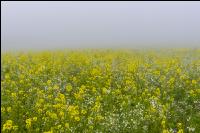 Gründüngung im Nebel 5