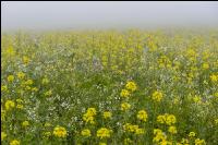 Gründüngung im Nebel 4