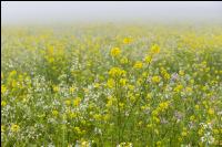 Gründüngung im Nebel 3
