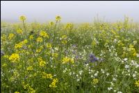 Gründüngung im Nebel 2