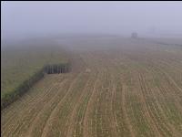 Mais häckseln im Nebel 29