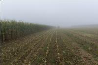 Mais häckseln im Nebel 27