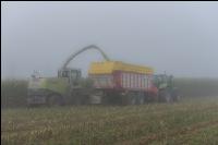 Mais häckseln im Nebel 25