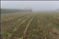 Mais häckseln im Nebel 23