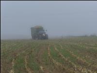 Mais häckseln im Nebel 19