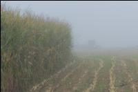 Mais häckseln im Nebel 16