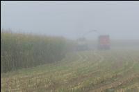 Mais häckseln im Nebel 15